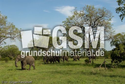 Afrikanischer Elefant (106 von 131).jpg